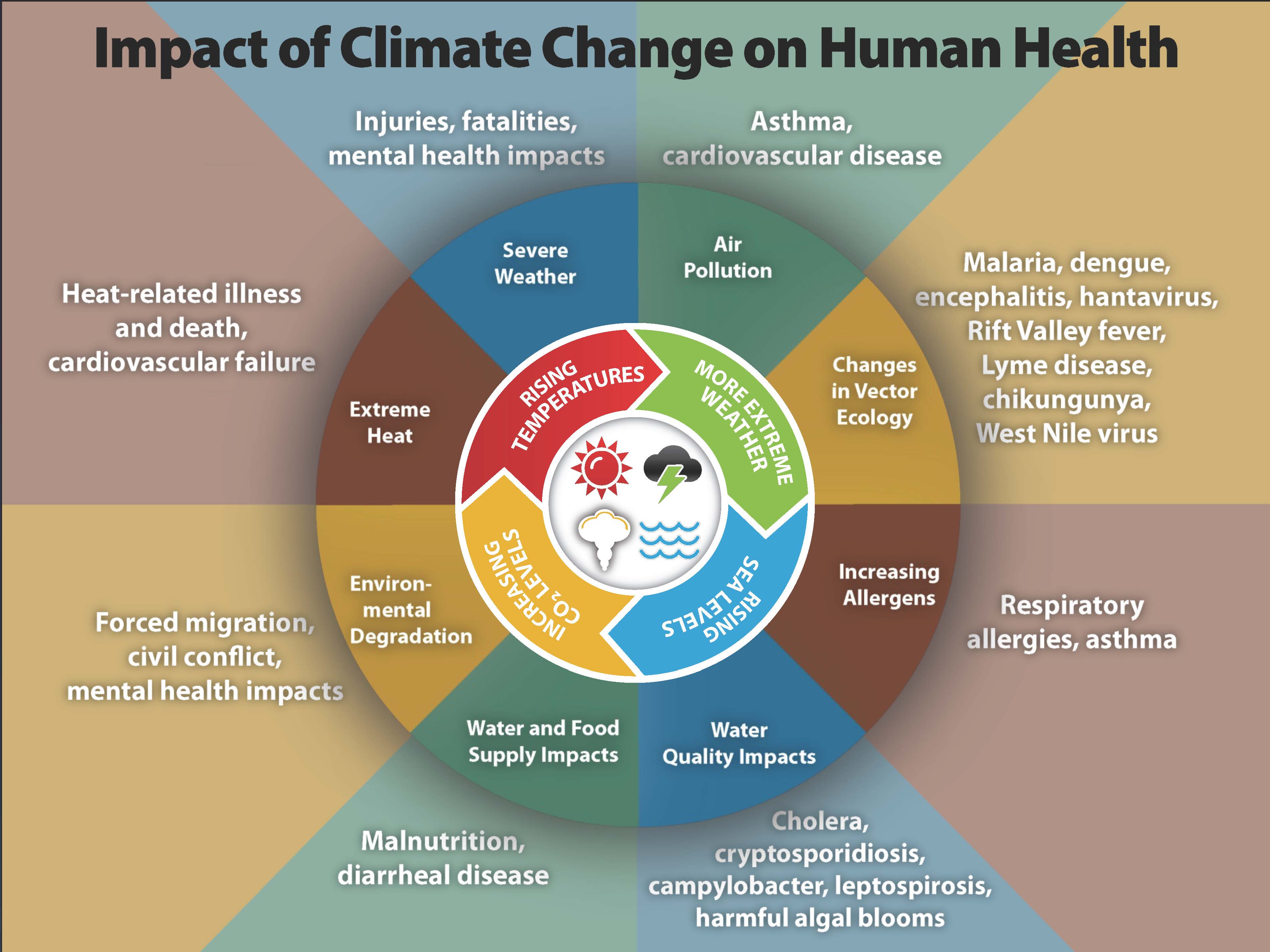 Impact of Climate Change on Human Health - Increased CO2 levels leads to rising temperatures which brings more extreme weather which makes sea levels rise. This leads to extreme heat, severe weather, air pollution, changes in vector ecology, increasing allergens, water quality impacts, water and food supply impacts, environmental degredation.